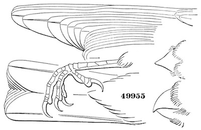 Pyrrhula cassini