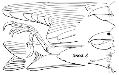 Loxia americana