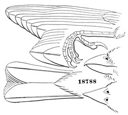 Pyrgita domestica.