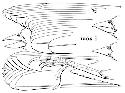 Zonotrichia leucophrys