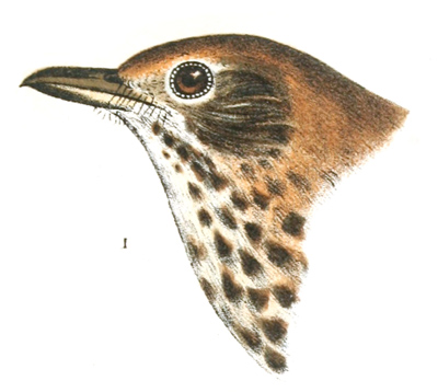 Plate 1 detail 1, Turdus mustelinus