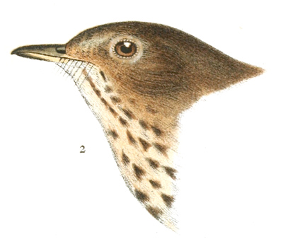 Plate 1 detail 2, Turdus ustulatus