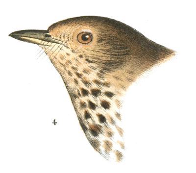 Plate 1 detail 4, Turdus swainsoni