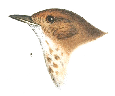 Plate 1 detail 5, Turdus fuscescens