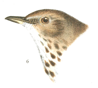 Plate 1 detail 6, Turdus pallasii