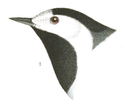 Plate 10 detail 1, Motacilla alba