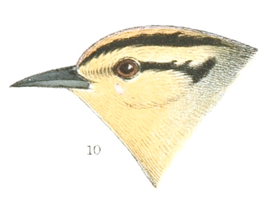 Plate 10 detail 10, Helmitherus vermivorus