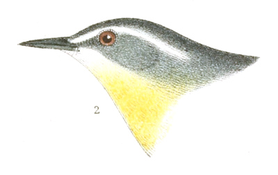 Plate 10 detail 2, Budytes flava