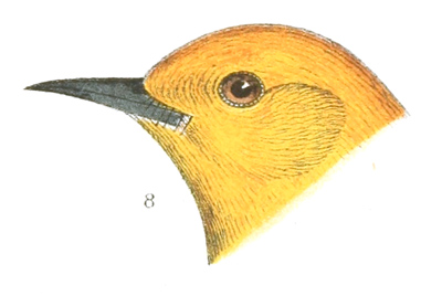 Plate 10 detail 8, Protonotaria citrea