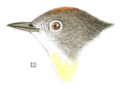 Plate 11 detail 12, Helminthophaga peregrina