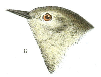 Plate 11 detail 6, Helminthophaga celata