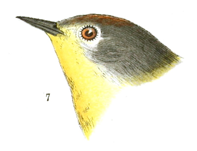 Plate 11 detail 7, Helminthophaga ruficapilla