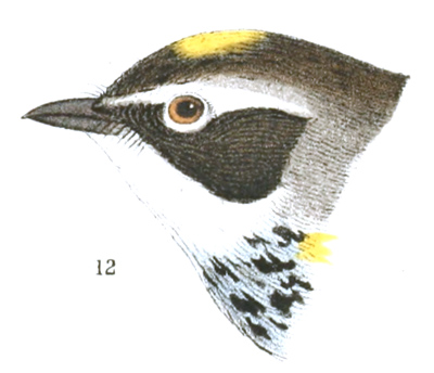 Plate 12 detail 12, Dendroica coronata