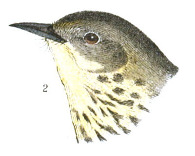 Plate 12 detail 2, Perissoglossa tigrina