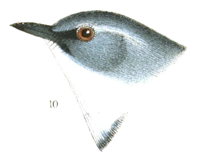 Plate 13 detail 10, Dendroica cærulea