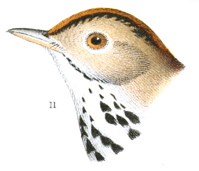 Plate 14 detail 11, Seiurus aurocapillus