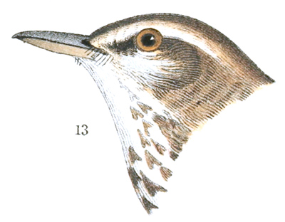 Plate 14 detail 13, Seiurus ludovicianus