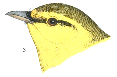 Plate 14 detail 3, Dendroica montana