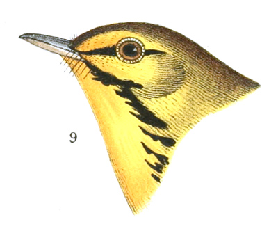 Plate 14 detail 9, Dendroica discolor