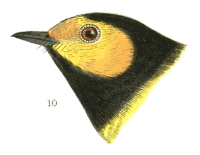 Plate 15 detail 10, Myiodioctes mitratus