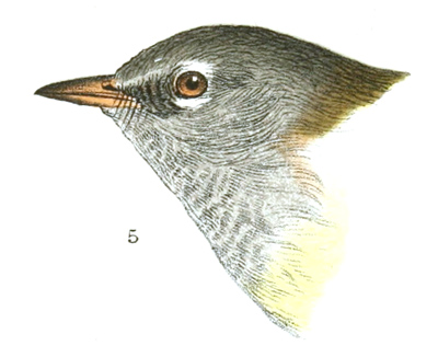 Plate 15 detail 5, Geothlypis macgillivrayi