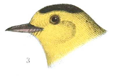 Plate 16 detail 3, Myiodioctes pusillus