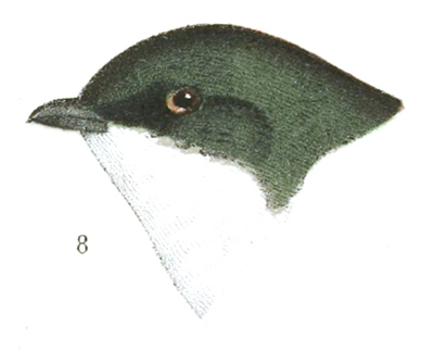 Plate 16 detail 8, Tachycineta bicolor