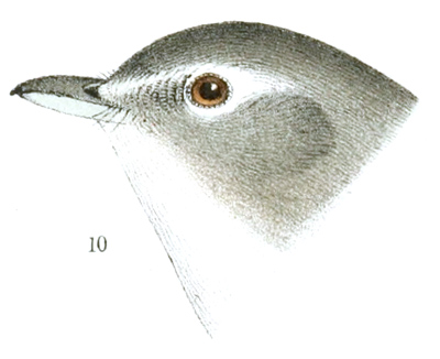 Plate 17 detail 10, Lanivireo plumbea