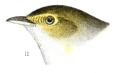 Plate 17 detail 11, Vireo noveboracensis