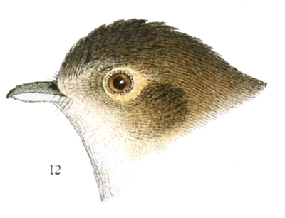 Plate 17 detail 12, Vireo huttoni