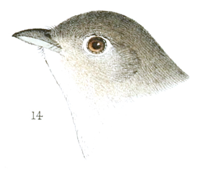 Plate 17 detail 14, Vireo pusillus