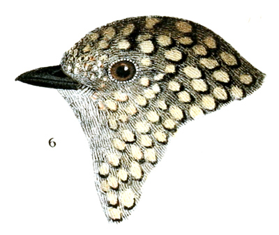 Plate 18 detail 6, Myiadestes townsendi