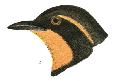 Plate 2 detail 2, Turdus nævius