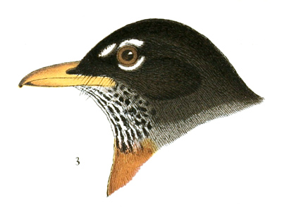 Plate 2 detail 3, Turdus migratorius