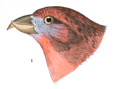 Plate 23 detail 1, Loxia americana