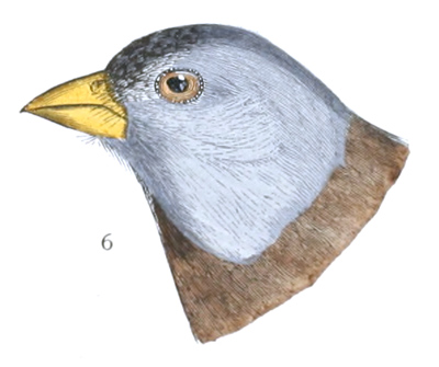 Plate 23 detail 6, Leucosticte littoralis