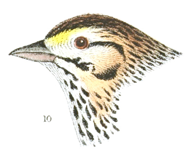 Plate 24 detail 10, Passerculus anthinus