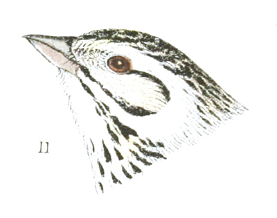 Plate 24 detail 11, Passerculus alaudinus