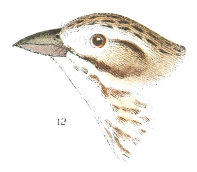 Plate 24 detail 12, Passerculus rostratus