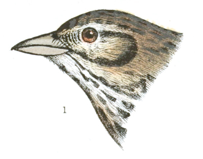 Plate 25 detail 1, Passerculus guttatus