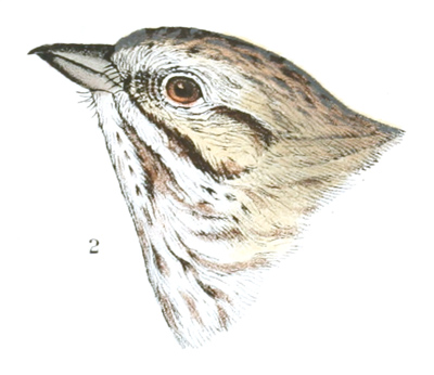 Plate 25 detail 2, Passerculus princeps