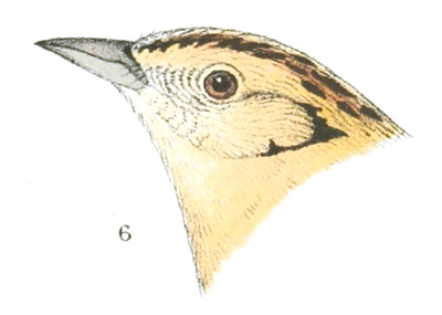 Plate 25 detail 6, Coturniculus lecontei