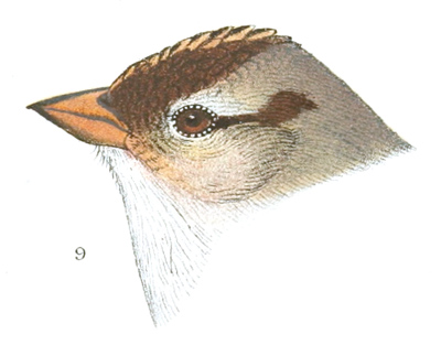 Plate 25 detail 9, Zonotrichia leucophrys