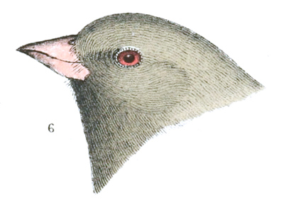 Plate 26 detail 6, Junco aikeni