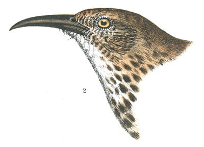 Plate 4 detail 2, Harporhynchus cinereus