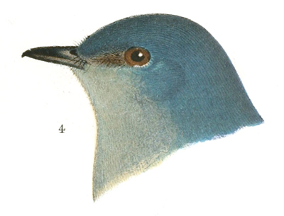 Plate 5 detail 4, Sialia arctica