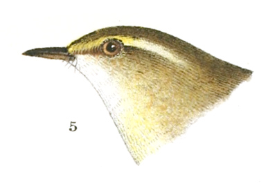 Plate 5 detail 5, Phyllopneuste borealis