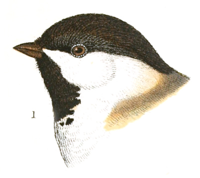 Plate 7 detail 1, Parus atricapillus