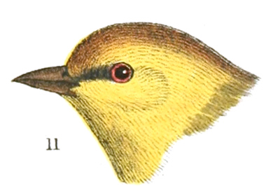 Plate 7 detail 11, Auriparus flaviceps