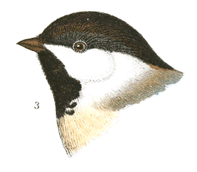 Plate 7 detail 3, Parus variation occidentalis